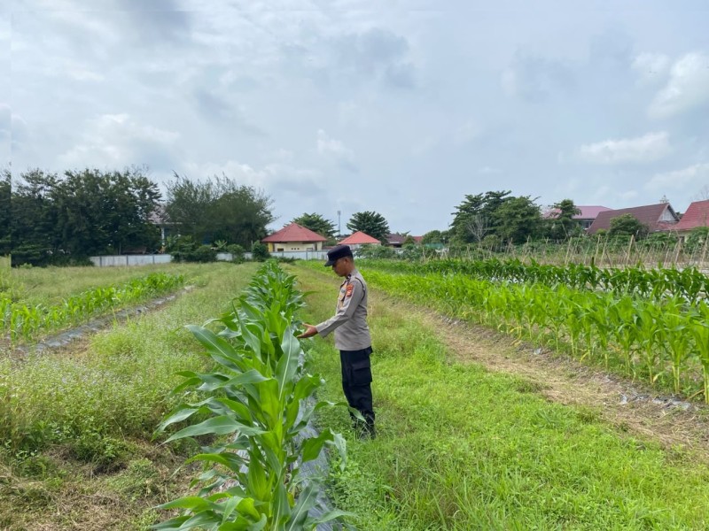 Bhabinkamtibmas Polsek Siak Monitoring Perkembangan Tanaman Jagung Warga Dukung Ketahanan Pangan Nasional