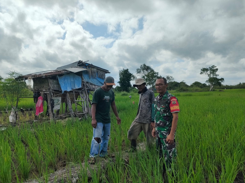 Cek Pertumbuhan Padi, Babinsa Koramil 03/Tpl Laksanakan Komsos Dengan Petani