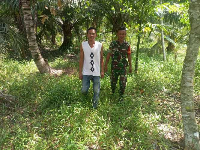Saling Membantu dan Memantau Lahan dan Hutan Bersama Babinsa Koramil 04/Kuindra