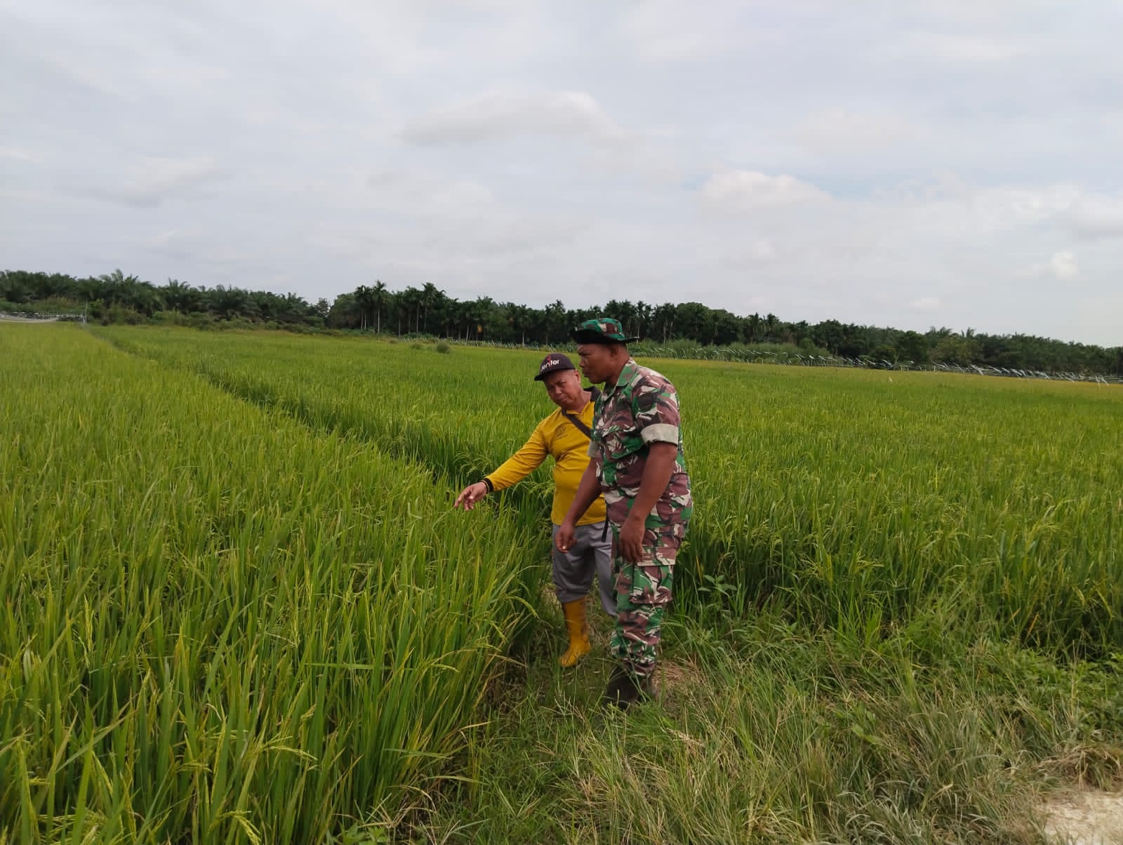 Babinsa 03/Tempuling Pantau Perkembangan Tanaman Padi  Didesa Binaanya