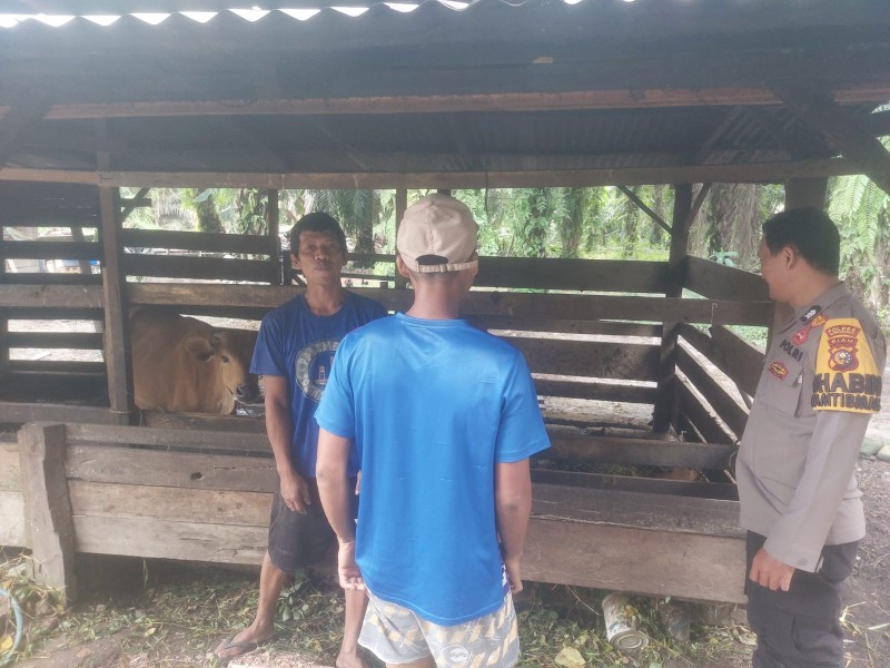 Pantau Peternakan Sapi Warga, Polsek Kelayang Dorong Swasembada Pangan dari Desa
