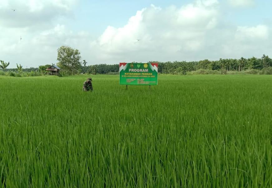 Tak Kenal Lelah, Babinsa Ramil 03/Tpl Terus Laksanakan Tugas Dan Tanggung Jawab Dalam Mensukseskan Ketahanan Pangan