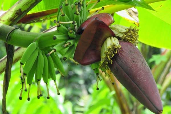 Jantung Pisang Kaya Zat Besi, Ini Manfaatnya bagi Tubuh, Yuk Lihat