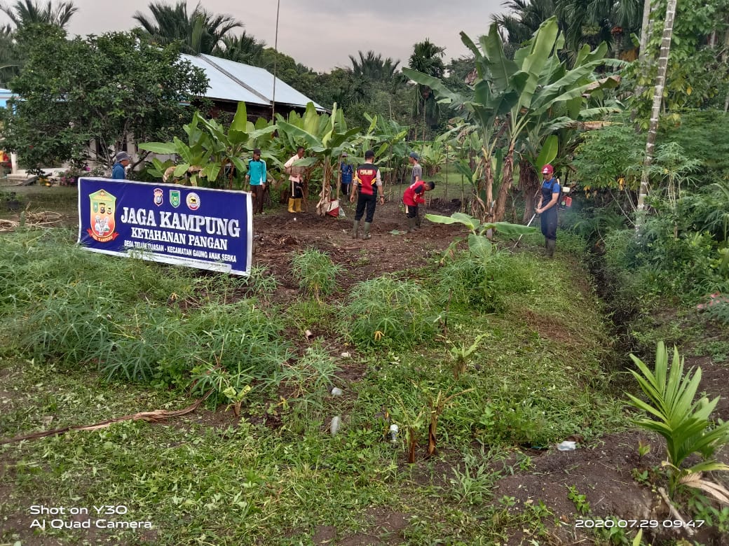 Perawatan Lanjut dan Pembersihan Lahan Ketahanan Pangan Desa Teluk Tuasan