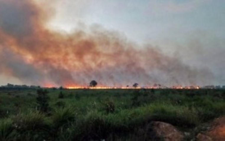 Sebanyak 32 Orang Terjerat Kasus Karhutla di Riau Hingga September 2018