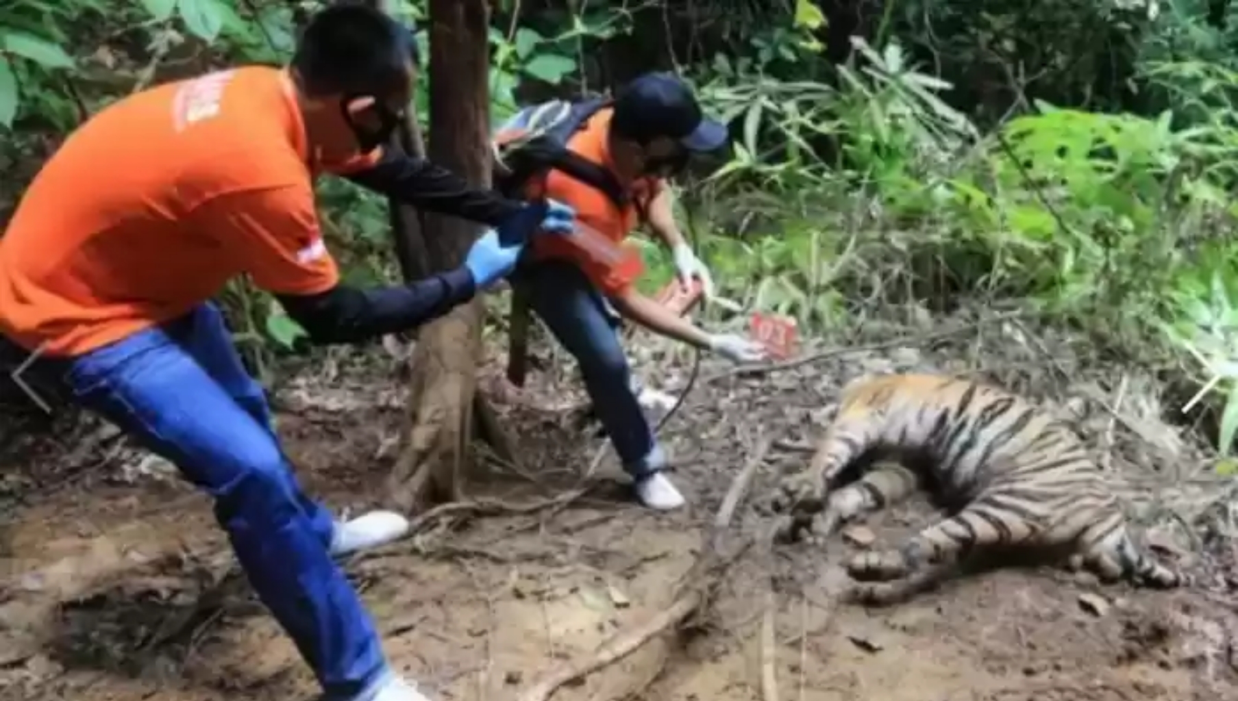 Tragis! Induk Harimau dan 2 Anaknya Mati Berdampingan Akibat Jebakan Babi