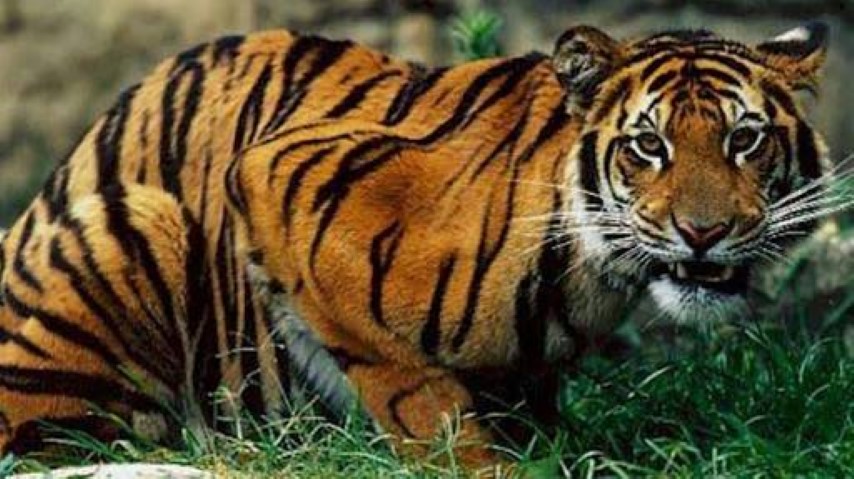 Lebih 1 Bulan Sudah Warga Inhil Tewas Diterkam, BBKSDA Deteksi Jejak 2 Harimau