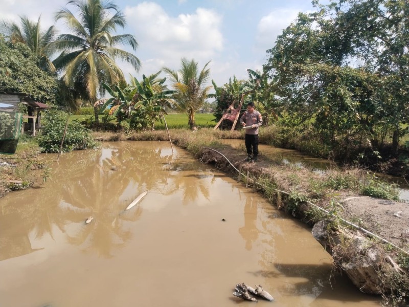 Aiptu Untung Tinjau Kolam Ikan Bayu, Bukti Nyata Dukungan Polri ke Program Pangan