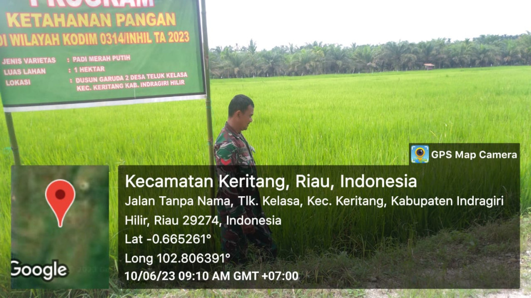 Babinsa Koramil 09/Kemuning Pantau Demplot Padi di Desa Teluk Kelasa
