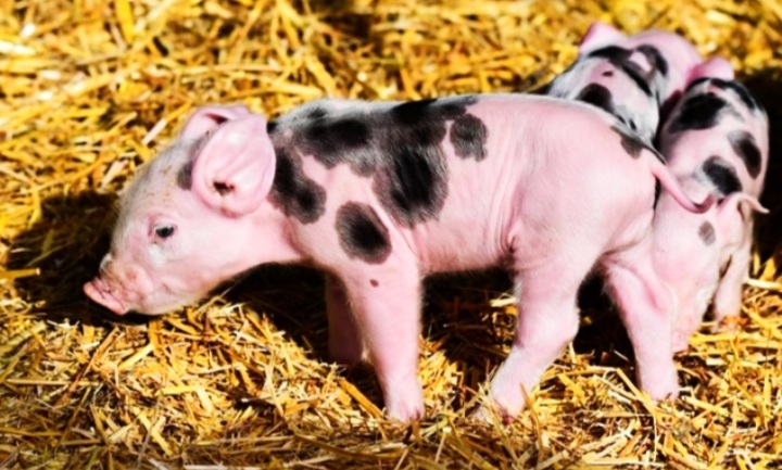 ‘Calon Virus’ dari Babi yang Mungkin Bakal Jadi Pendemi Baru
