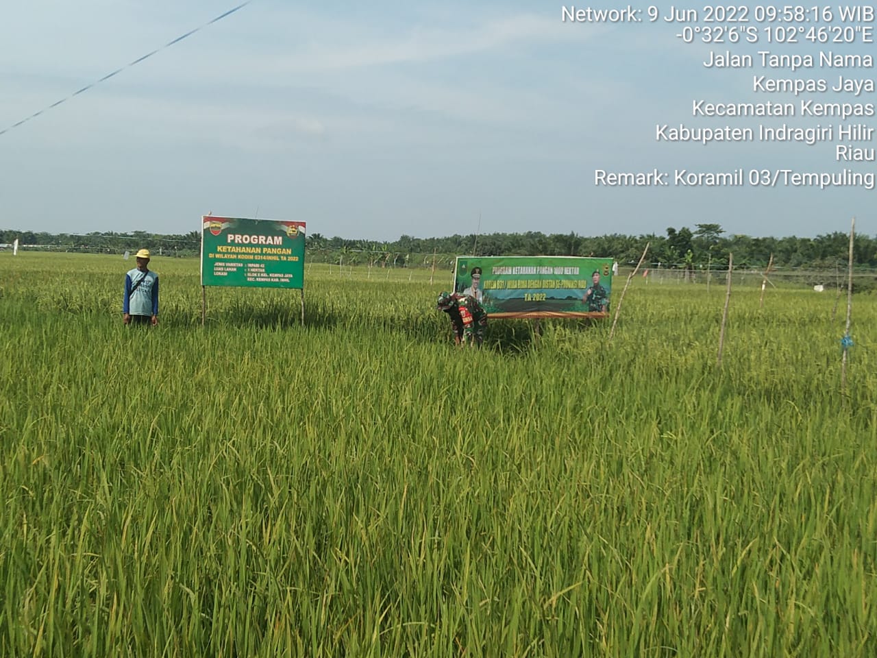 Bersama Petani Babinsa Pantau Perkembangan Tanam Padi Yang Mulai Berisi