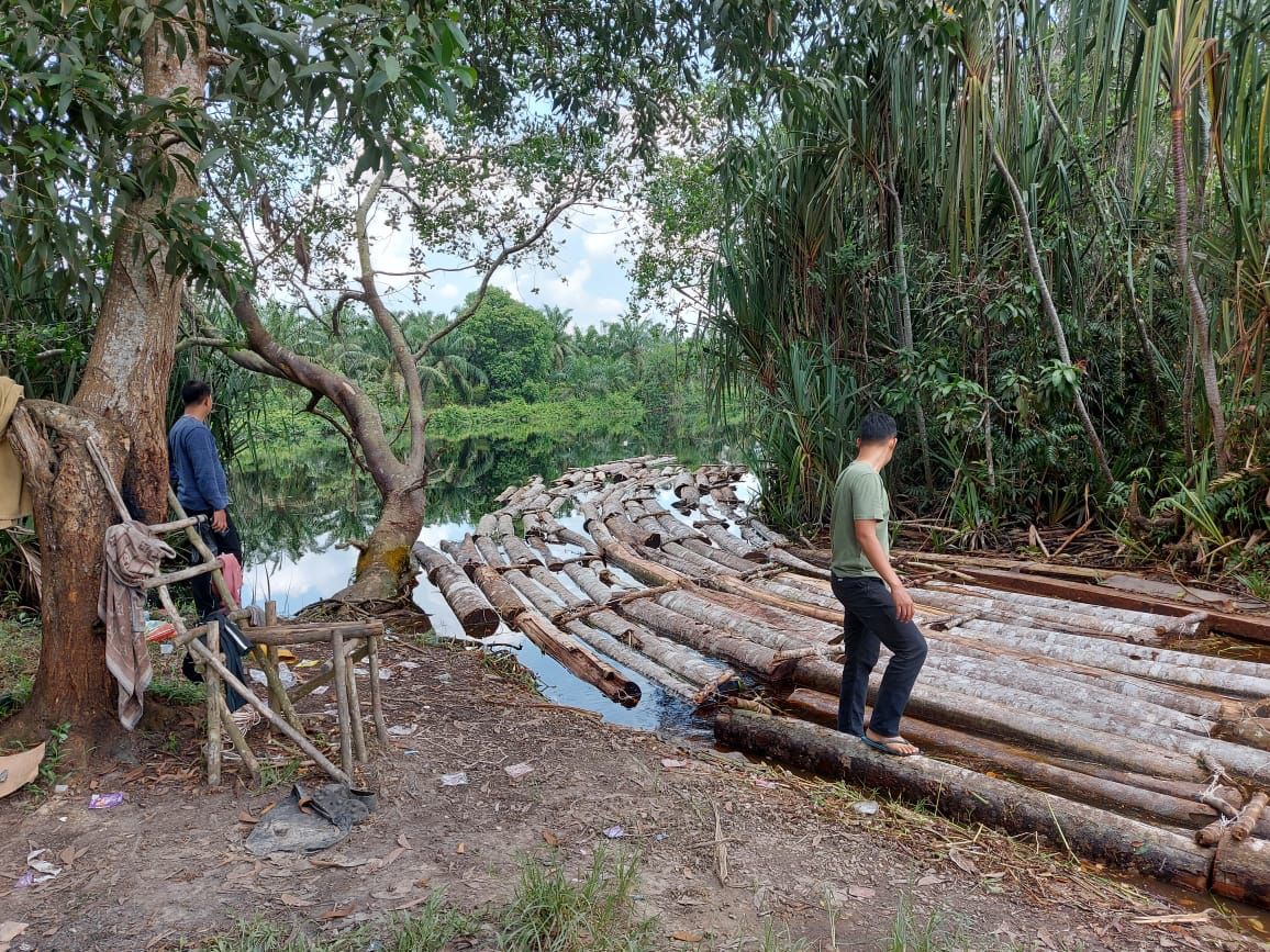 Polda Riau Amankan Ratusan Tual Kayu Illegal Logging Dari Komplotan 'Anak Jenderal'