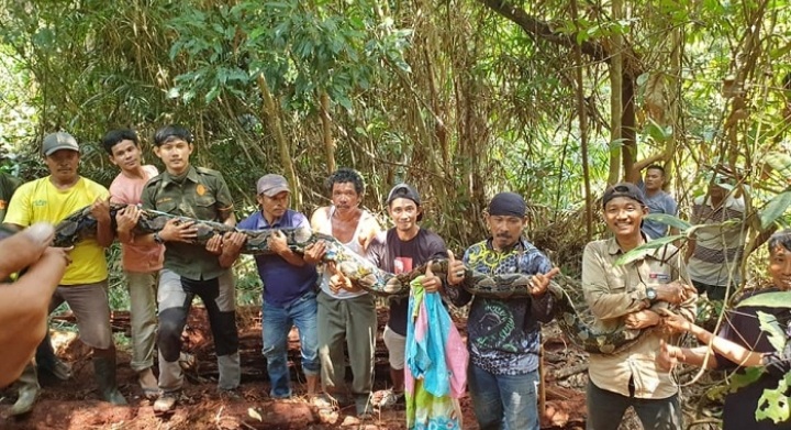 NGERI! Warga Sungai Buluh Tangkap Dua Ekor Piton Raksasa, Begini Penampakannya..