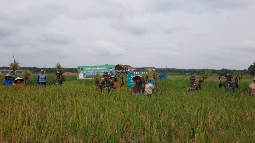 Anggota Koramil 03/Tpl Bantu Panen Padi di Lahan Demplot Kodim 0314/Inhil