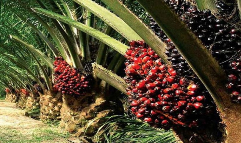 Tak Terpengaruh dengan Corona, Harga TBS Sawit di Riau Pekan Ini Naik Jadi Rp1.868,83 per Kg