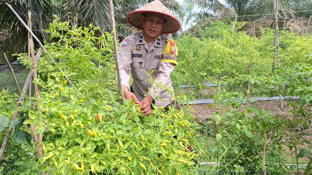 Di Lahan Cabai Talang Jangkang: AIPDA Rustam Kawal Ketahanan Pangan, Polri Hadir Sampai ke Akar Tanaman
