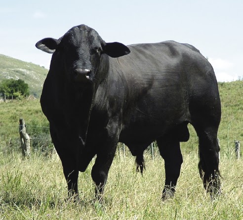 Sapi Bantuan Presiden RI di Riau Jenis Brangus Berbobot 835 Kilogram