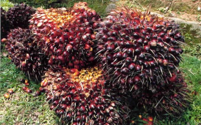 Harga Sawit di Riau Pecah Rekor Lagi, Tembus Rp3.621,84 Perkilogram