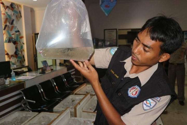 Polisi Gagalkan Penyeludupan 61 Ribu Benih Lobster ke Singapura