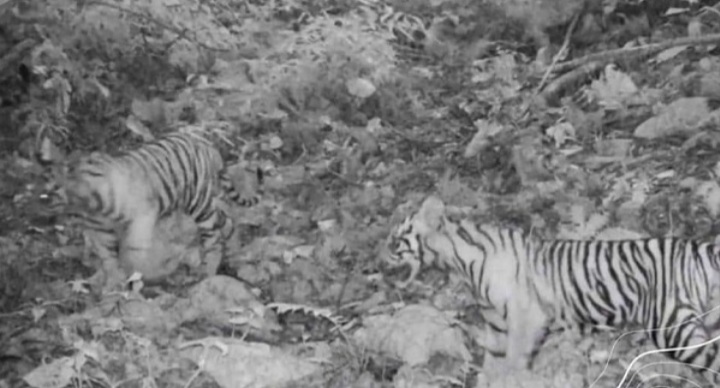 MENGERIKAN...! Tiga Anak Harimau Terekam Kamera di Bukit Tiga Puluh Riau