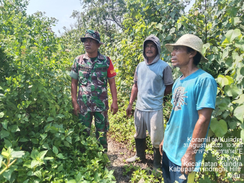 Babinsa Koramil 04/Kuindra Jaga Hutan dan Lahan Bersama Masyarakat Setempat