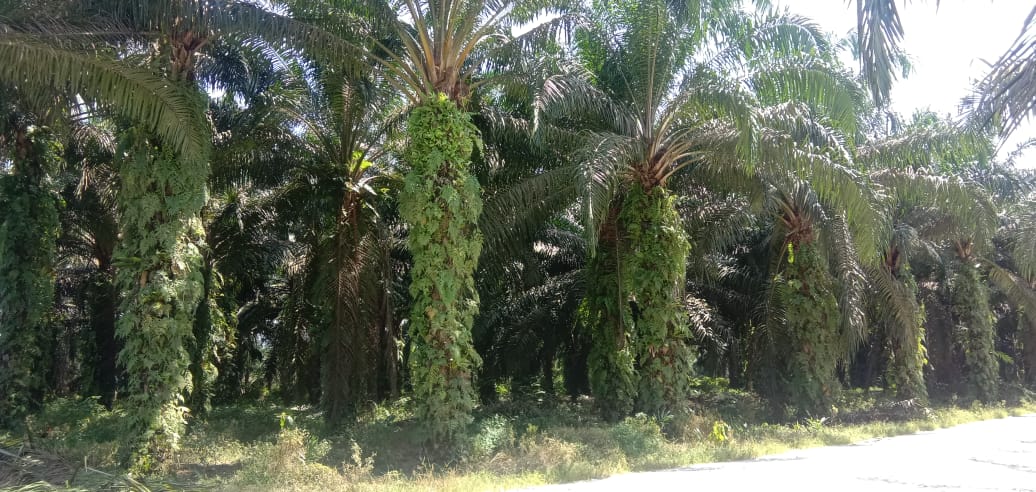 260 Hektare Kebun Sawit Masyarakat Pasir Emas Awal September Direplanting