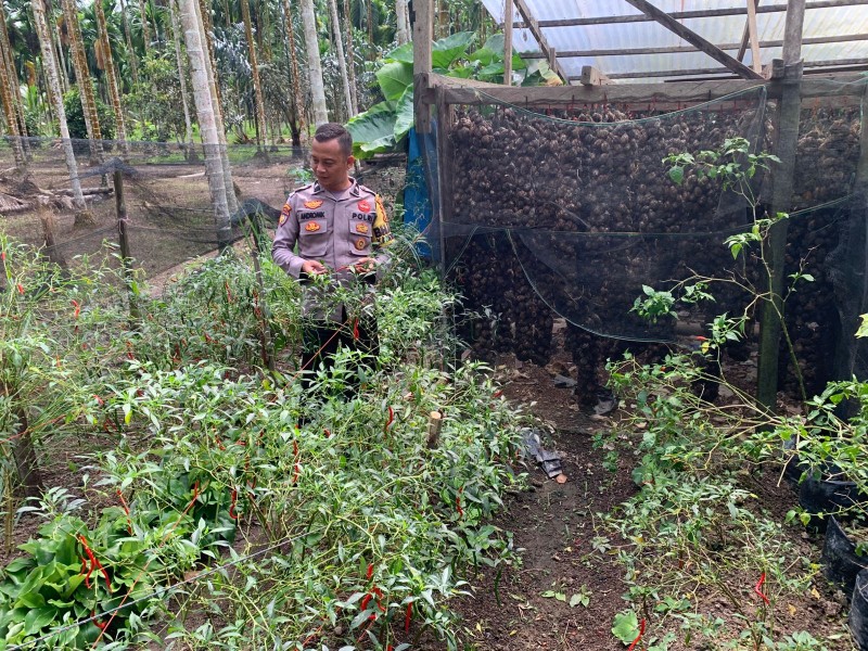 Dari Sungai Iliran, Cabe Merah Tumbuh Subur di Bawah Pantauan Bhabinkamtibmas
