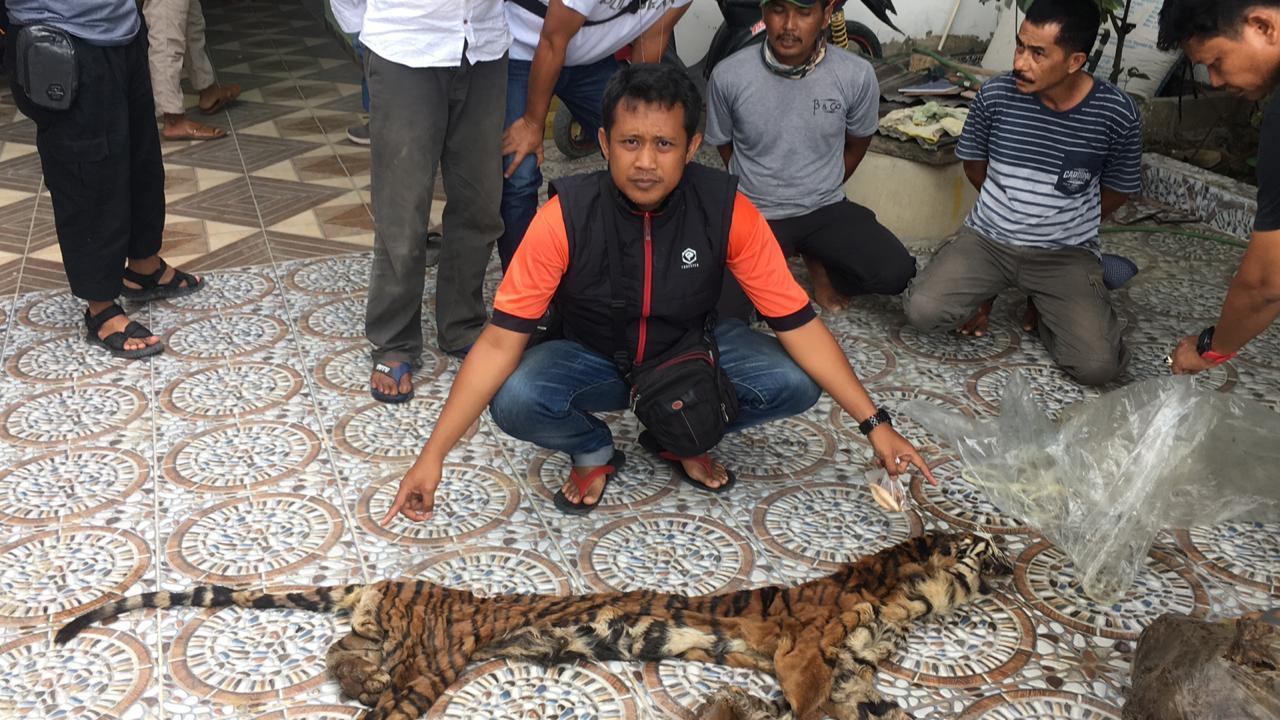 Polda Riau Berhasil Mengungkap Kasus Perdagangan Kulit dan Organ Harimau di Inhu