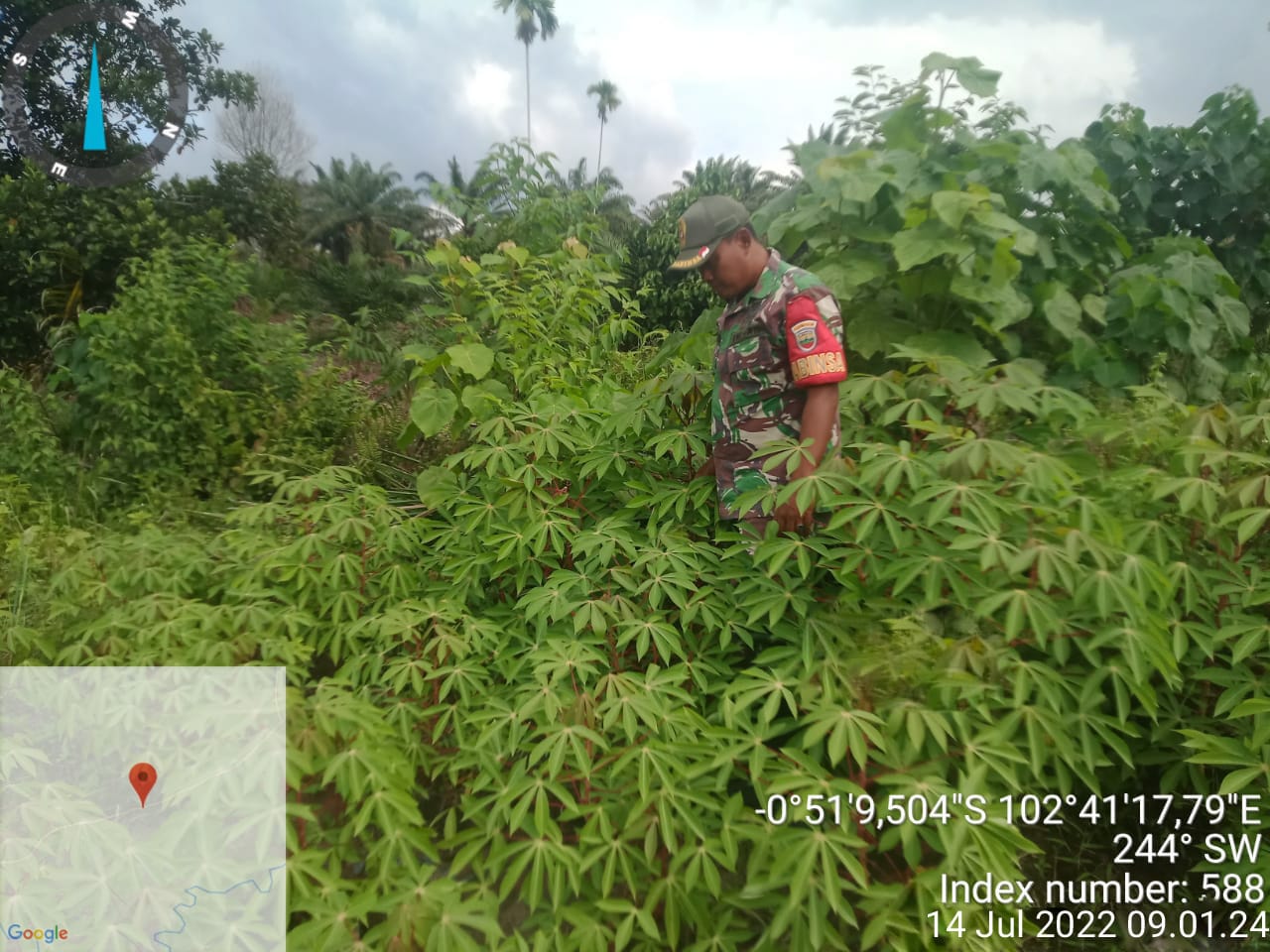 Perkembangan dan Pembersihan Gulma di Wilayah Oleh Koramil 09/Kemuning