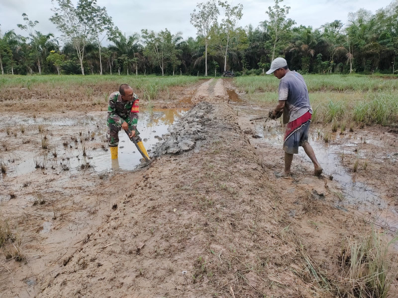 Babinsa 03/Tempuling Bantu Petani Siapkan Lahan Penyemaian Bibit Padi