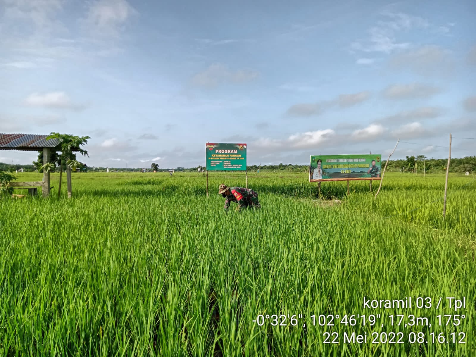 Babinsa 03/Tempuling Mengaku Senang Melihat Pertumbuhan Padi Yang Semakin Subur Dan Hijau