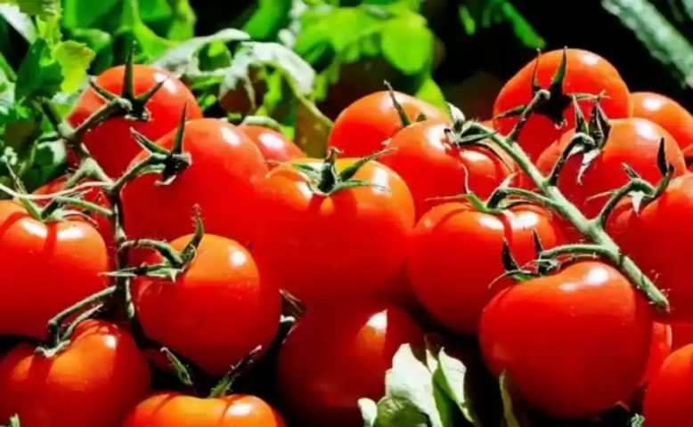 Manfaat Tomat yang Jarang Diketahui, Salah Satunya Tingkatkan Penglihatan Mata