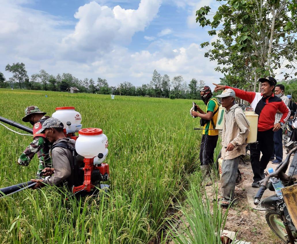 Babinsa 03/Tempuling Hadiri Acara Penyemprotan Hama Wereng di Kelompok Tani