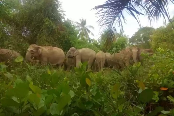 Masuk Pemukiman, BBKSDA Riau Giring 14 Ekor Gajah Liar Kembali ke Habitatnya