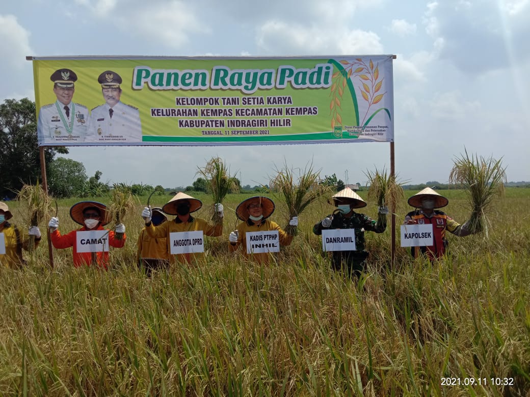 Danramil Beserta Anggota Babinsa 03/Tempuling Hadiri Kegiatan Panen Raya Poktan Setia Karya