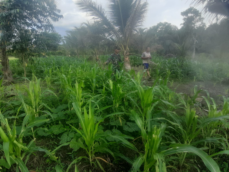 Babinsa Koramil 07/Reteh Tinjau Perkebunan Jagung Guna Wujudkan Program Swasembada Pangan