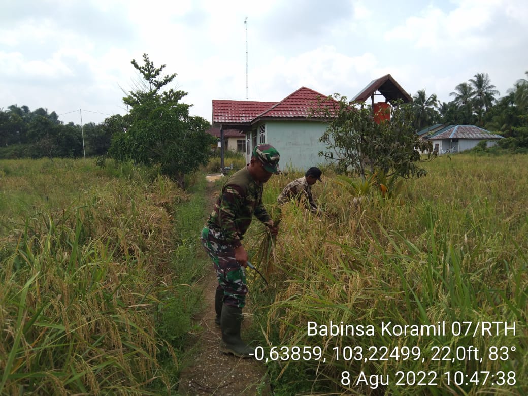 Babinsa Koramil 07/Reteh Dampingi Petani Panen Padi di Kelurahan Benteng