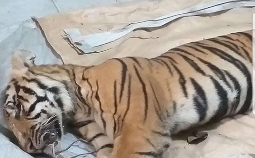 NGERI...Anak Harimau Sumatera Mati Kena Jerat, di Dekatnya Ditemukan Bangkai Babi