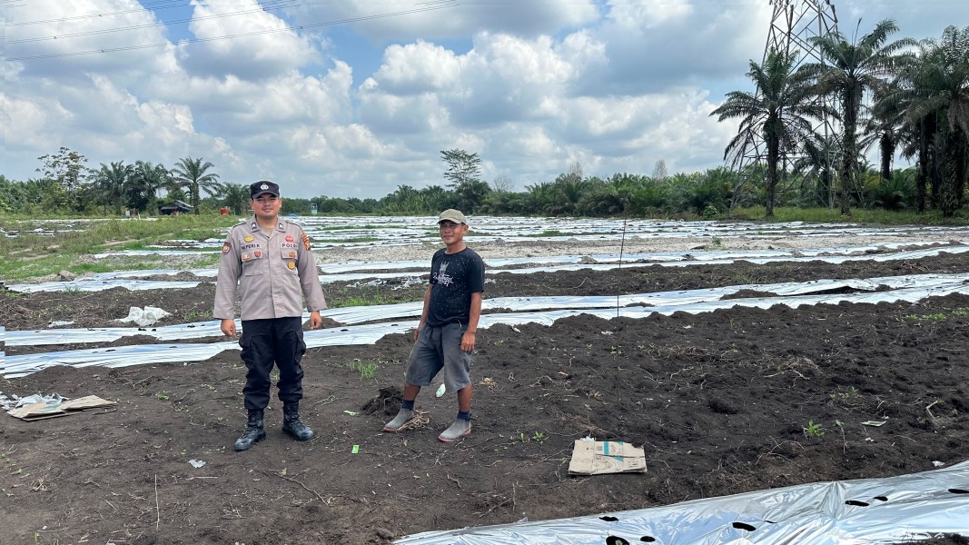 Dukung Ketahanan Pangan Polsek Koto Gasib lakukan Monitoring Lahan Jagung Poktan Mekar Sari