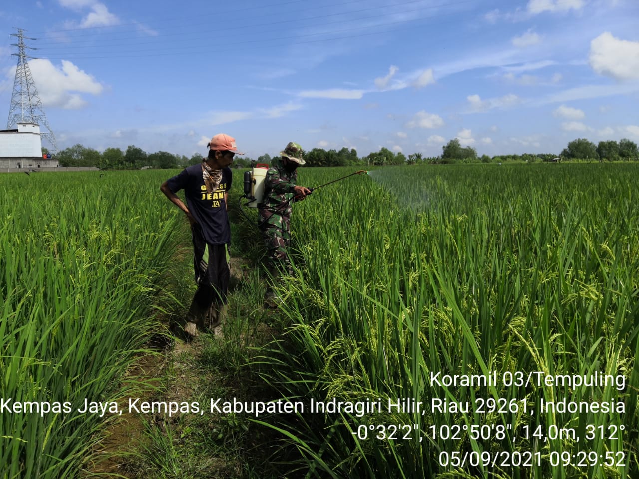 Antisipasi Hama, Babinsa Koramil 03/Tempuling Bersama Petani Lakukan Penyemprotan Padi