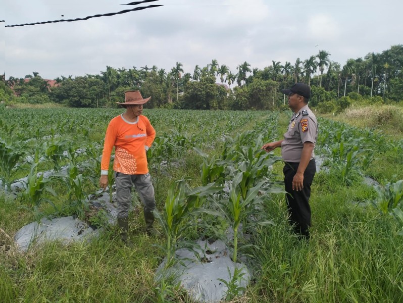 Bhabinkamtibmas Polsek Siak Berikan Dukungan kepada Petani Jagung untuk Mendukung Ketahanan Pangan Nasional