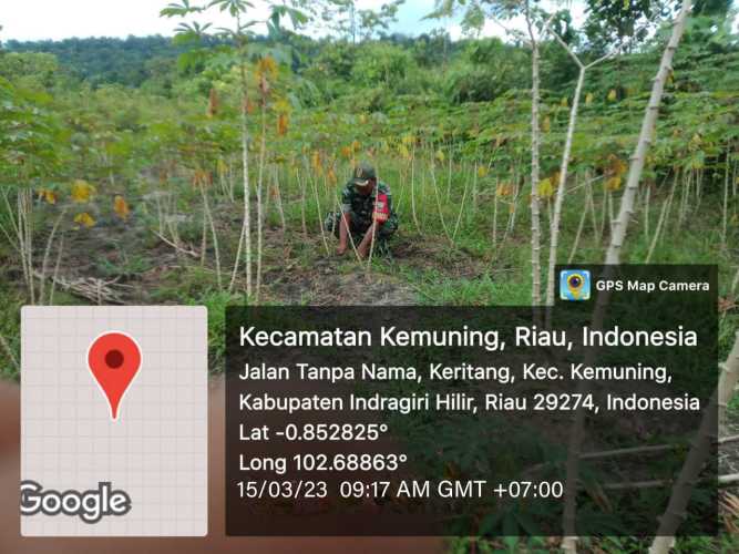Giat Membersihkan Kebun Oleh Koramil 09/Kemuning