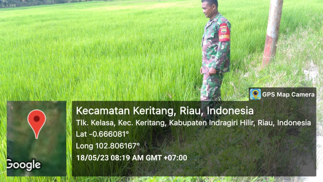 Jaga Ketahanan Pangan Bersama Koramil 09/Kemuning Dal Pembibitan Padi