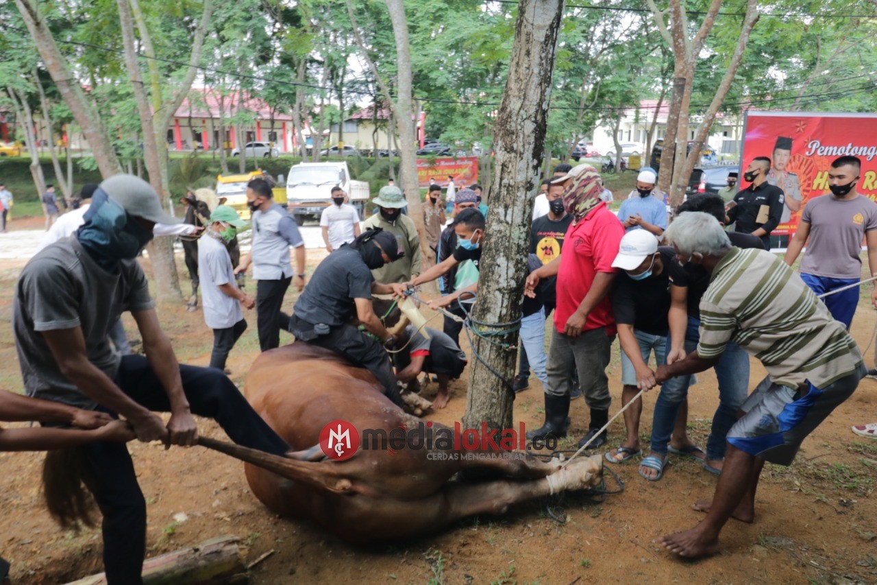 Idul Adha 1441 H, Polda Kepri dan Jajaran Sembelih 43 Sapi dan 34 Kambing