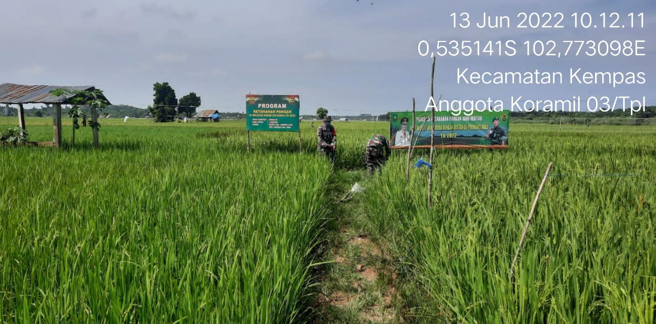 Bersama Petani Babinsa 03/Tempuling Pantau Perkembangan Tanam Padi