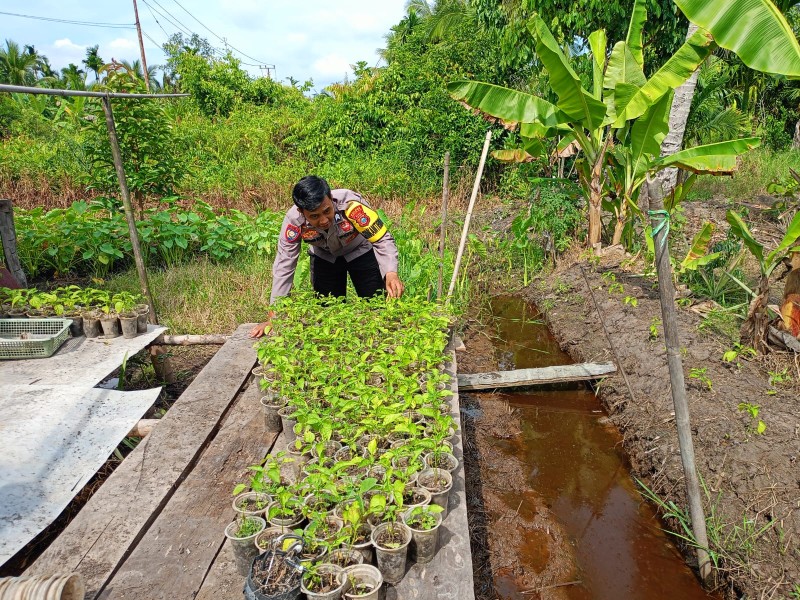 Bhabinkamtibmas Kuala Gaung Briptu Pirima Turun ke Ladang Cabai, Edukasi Warga Tanam di Halaman Rumah