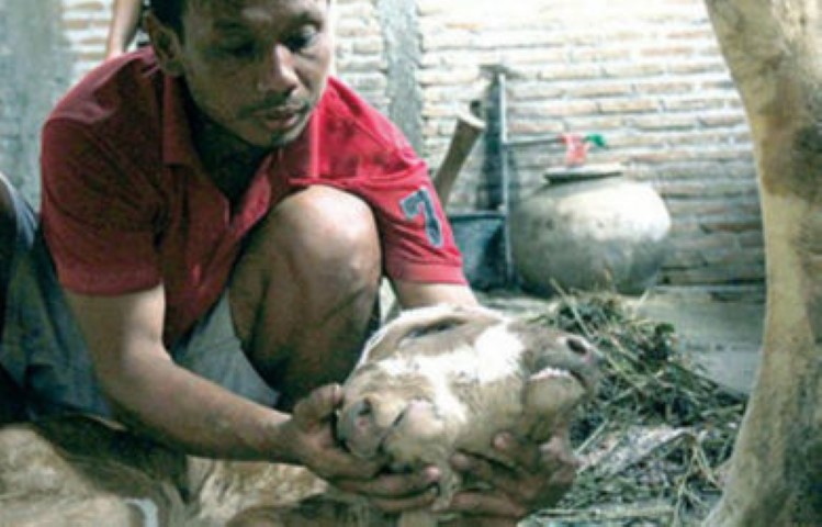 Heboh! Lewat Kawin Suntik, Anak Sapi di Rembang Ini Berkepala Dua