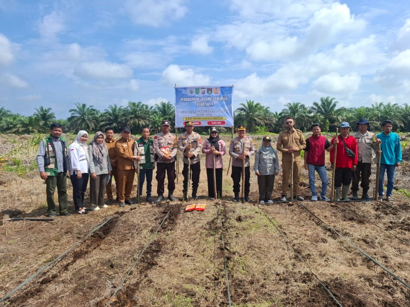Camat Kemuning, Polsek, Koramil dan Petani Satu Barisan Tanam Jagung di Desa Lubuk Besar Ciptakan Ketahanan Pangan