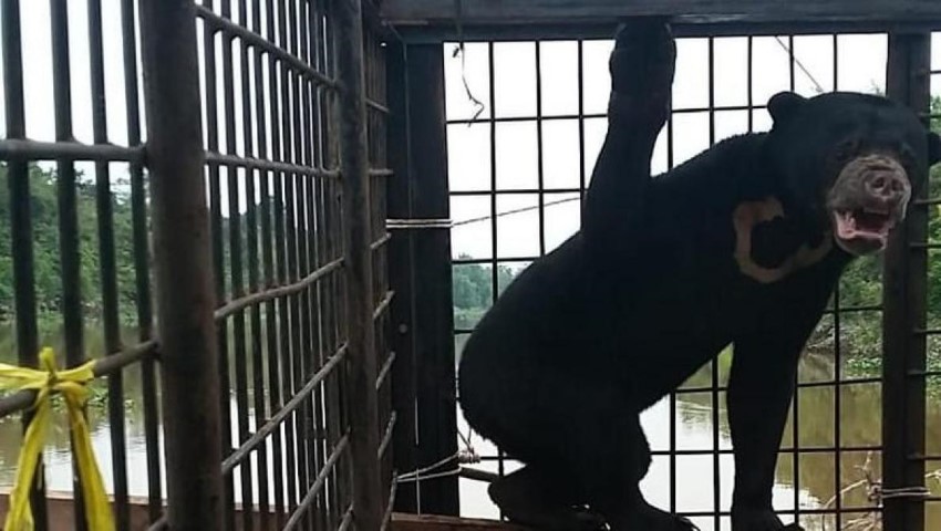 Beruang Madu Terjerat Perangkap Babi di Riau