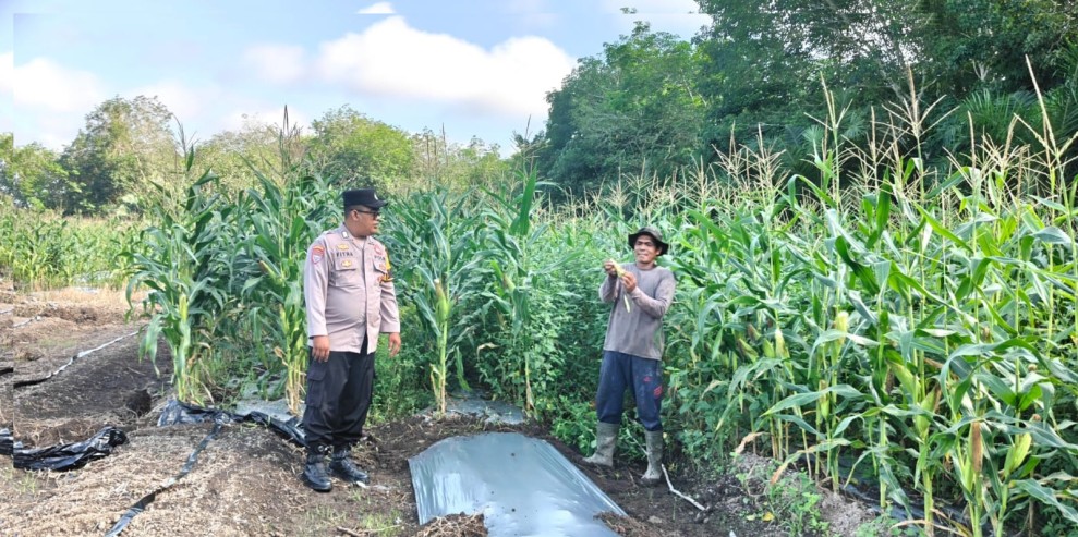 Babinkamtibmas Polsek Siak Bripka Fitra Dana Melaksanakan Pengecekan di Perkebunan Jagung Pipil Kampung Benteng Hilir